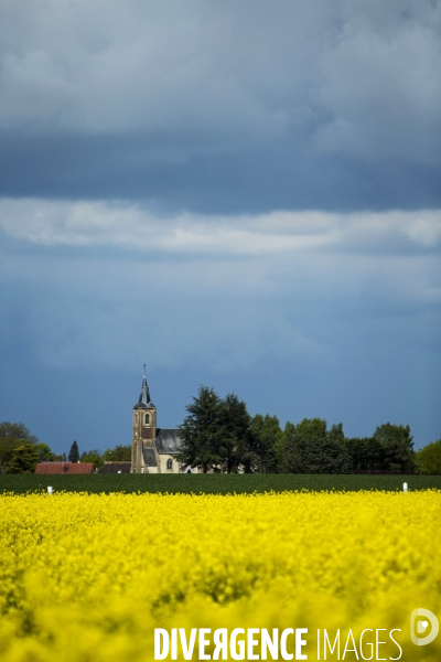 Campagne avec champ de colza.