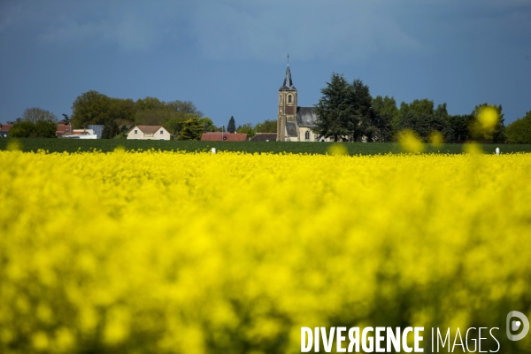 Campagne avec champ de colza.