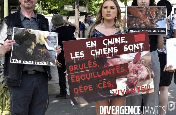 Action Cause animale contre le Festival de YULIN en Chine. Mobilization against YULIN Festival in China.