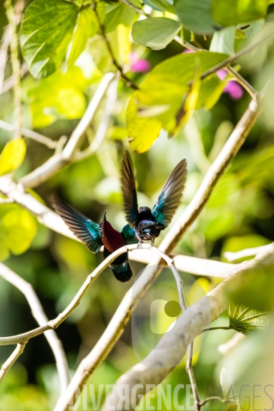 Colibri en Martinique