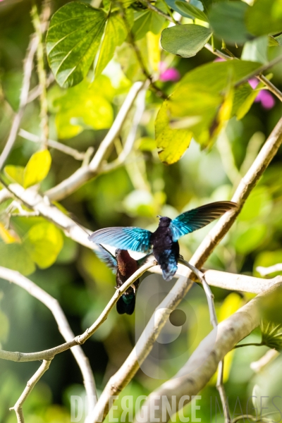 Colibri en Martinique