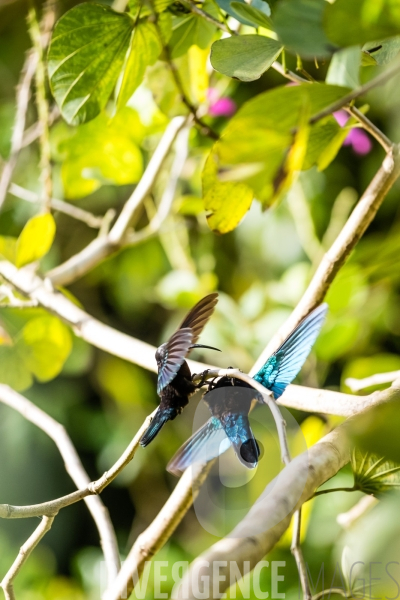Colibri en Martinique