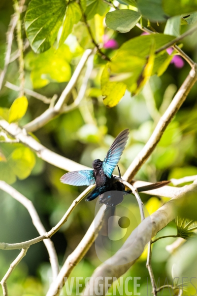 Colibri en Martinique