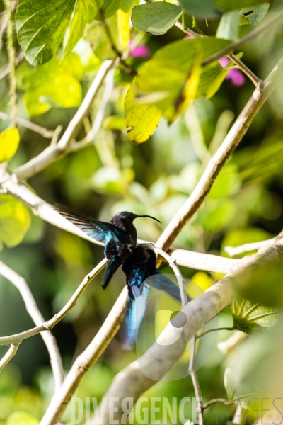 Colibri en Martinique