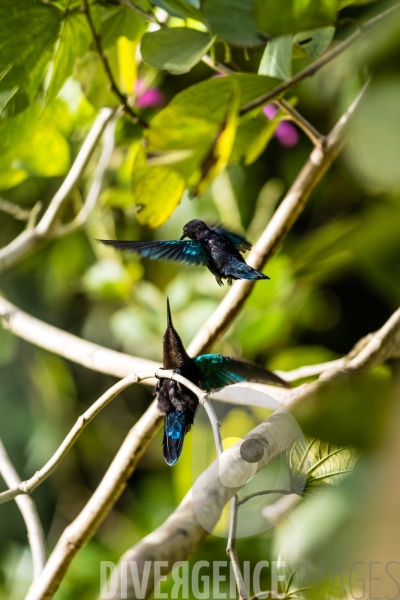 Colibri en Martinique