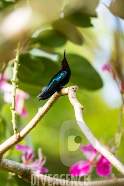 Colibri en Martinique