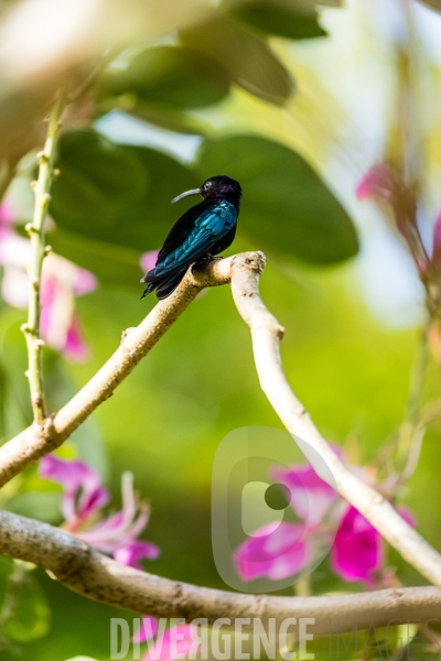 Colibri en Martinique