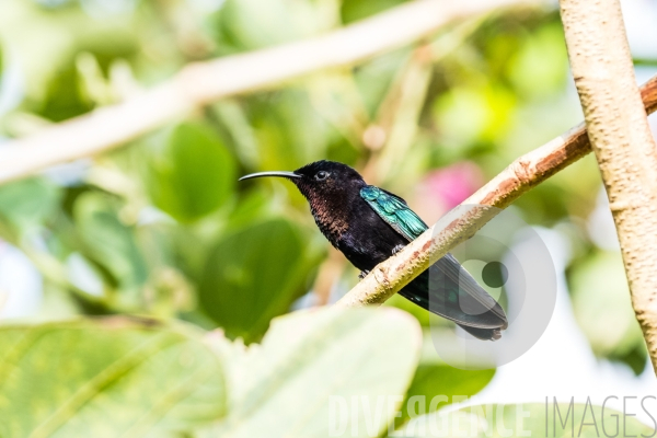 Colibri en Martinique