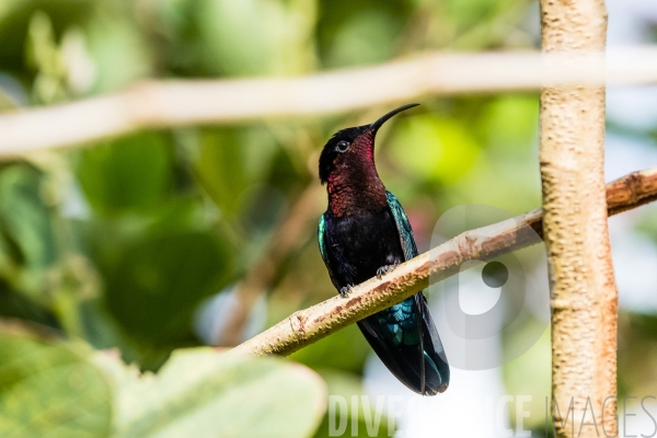 Colibri en Martinique