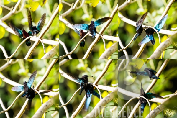 Colibri en Martinique