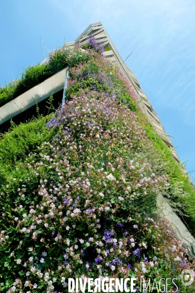 Mai2017.Facade vegetale en fleur