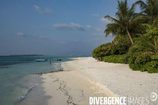Plage de sable blanc et cocotier aux Maldives