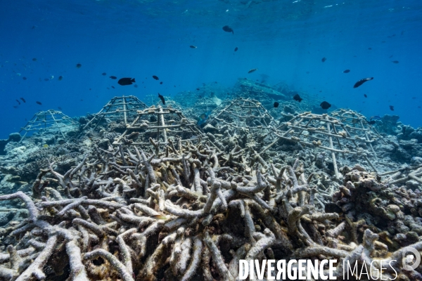 Réintroduction de coraux aux Maldives
