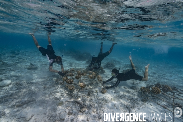 Plongeurs scientifiques et récifs artificiels aux Maldives