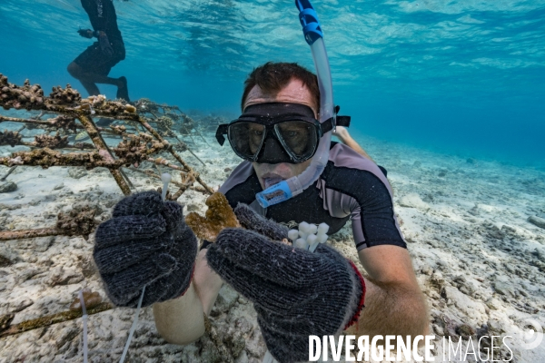 Plongeur scientifique - Mise en place des boutures de coraux aux Maldives