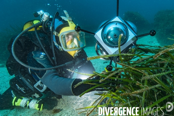 Scirena, reconnaisance faciale pour les poissons