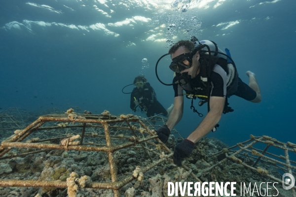 Plongeur scientifique - Mise en place des boutures de coraux aux Maldives