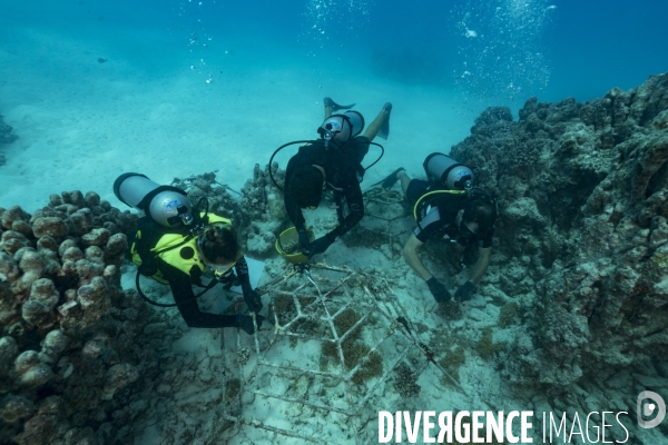 Plongeurs scientifiques transplantant des coraux aux Maldives