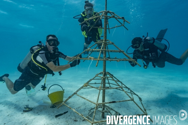 Plongeurs biologistes transplantant des coraux aux Maldives
