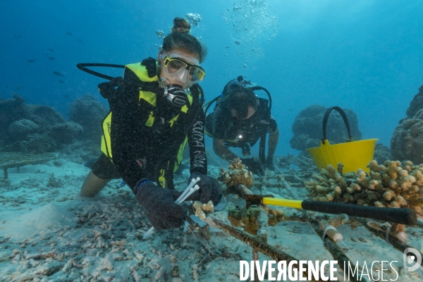 Plongeurs scientifiques et récifs coralliens aux Maldives