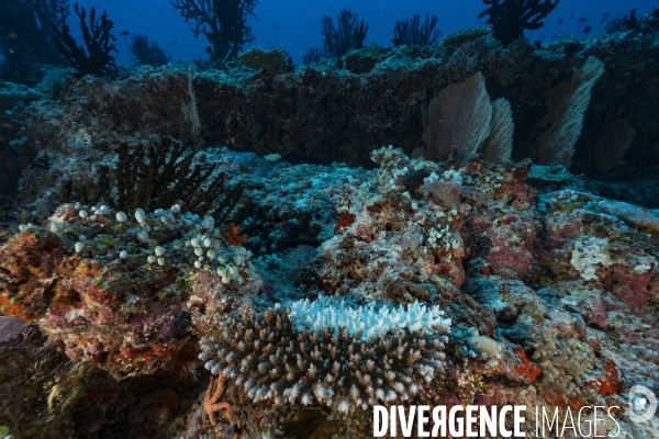 Récif corallien et blanchissement des coraux