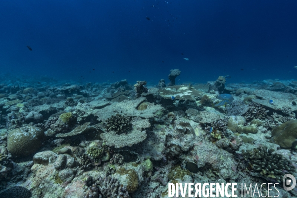 Récif corallien mort aux Maldives