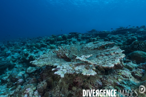 Récif corallien en mauvaise santé