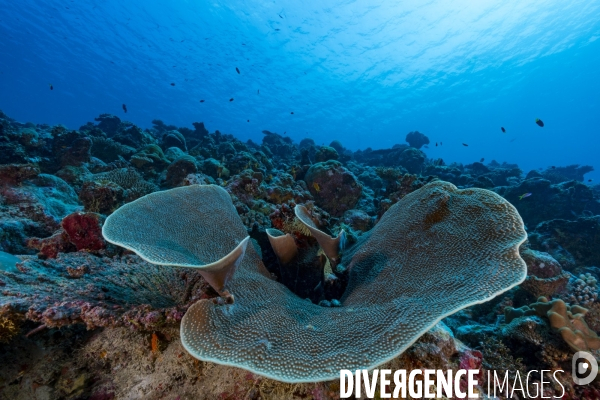 Corail Turbinaria sp. aux Maldives