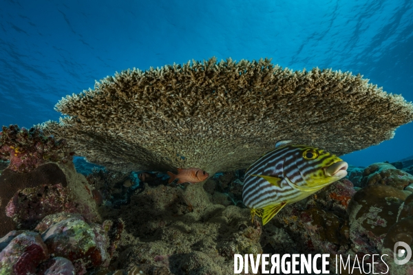 Gaterin sous un corail Acropora sp. aux Maldives