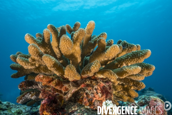 Buisson de corail sous la surface aux Maldives