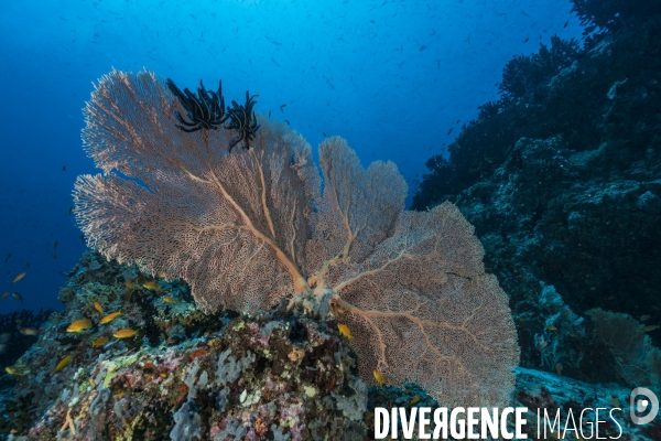 Gorgone géante dans les fonds marins des Maldives