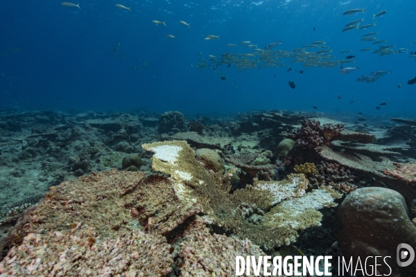 Récif corallien et blanchiement des coraux