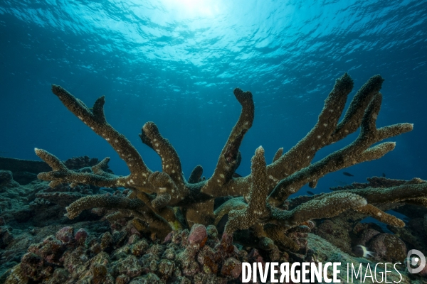 Corail corne de cerf aux Maldives