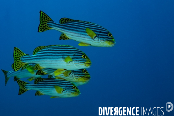 Banc de gaterins rayés Plectorhinchus vittatus aux Maldives