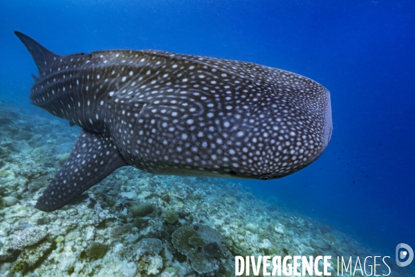 Requin baleine Rhincodon typus sur un récif corallien aux Maldives