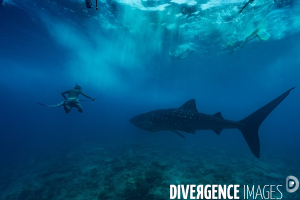 Nager avec le requin baleine aux maldives