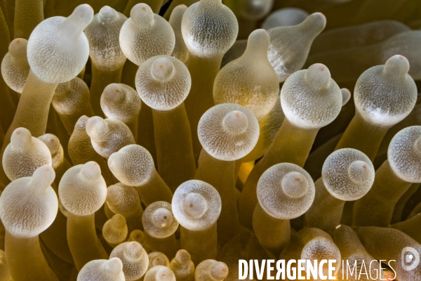 Tentacules de l anémone Entacmaea quadricolor aux Maldives