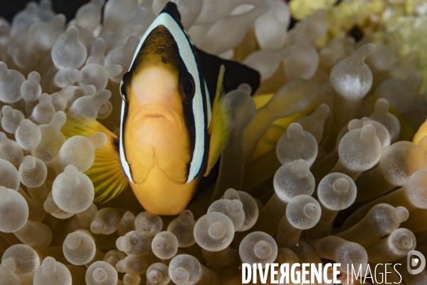 Poisson clown de Clark et anémone aux Maldives