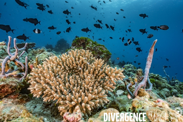 Corail et banc de balistes aux maldives