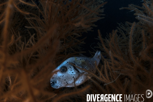 Poisson ballon et corail de nuit - Maldives