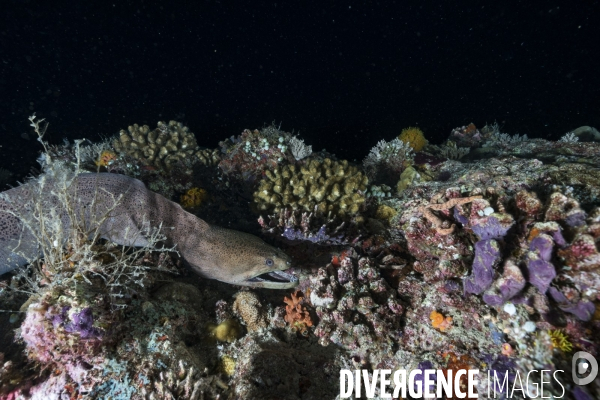 Murène en chasse - Maldives