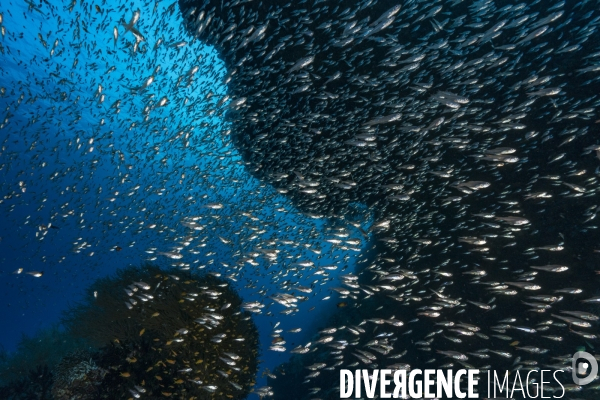 Banc de poissons de verre aux Maldives