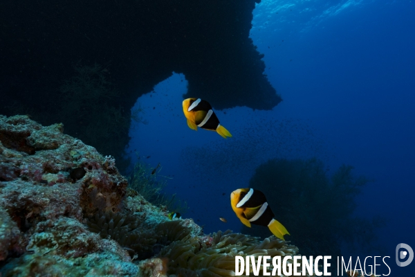 Poissons clown de Clark et anémone aux Maldives