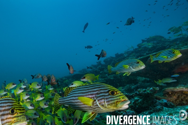 Banc de gaterins aux Maldives