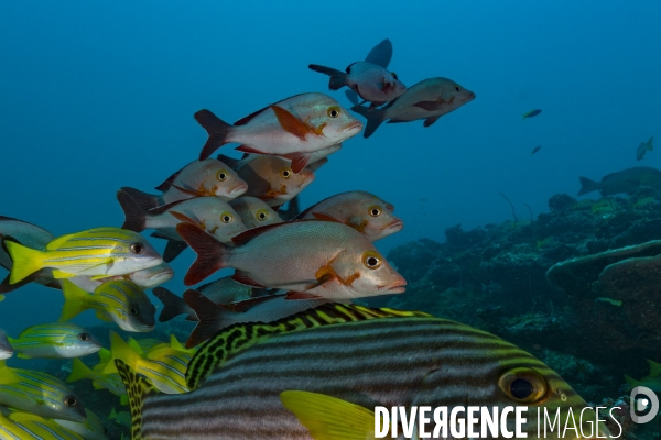 Banc de gaterins et vivaneaux aux Maldives