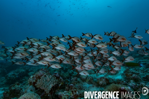 Banc de vivaneaux bossus aux Maldives