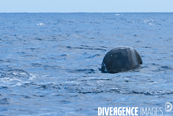 Cachalot à la surface à l île Maurice