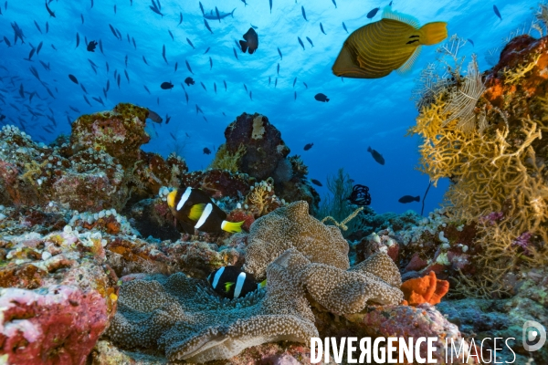 Fonds coralliens colorés aux Maldives