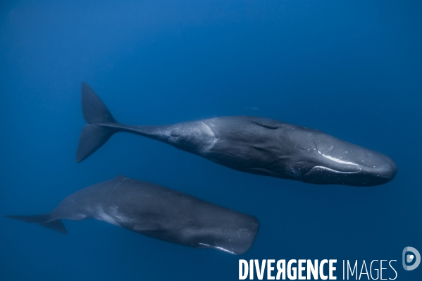 Deux cachalots en plein eau à l île Maurice