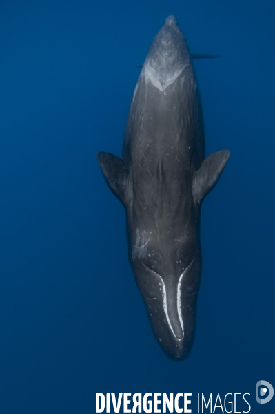Face ventrale d un cachalot à l île Maurice